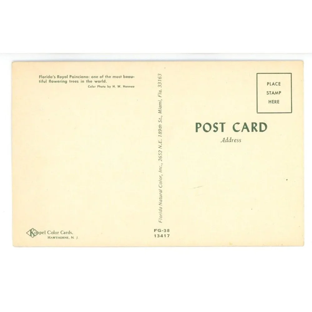 Vintage‎ Postcard Florida United States Royal Poinciana Tree Flower Floral Photo